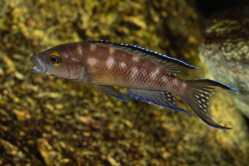 Neolamprologus buescheri 'Kasanga'